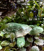 26th May 2023 - Garden Turtle