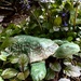 Garden Turtle