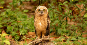 26th May 2023 - One More Great Horned Owl Shot!