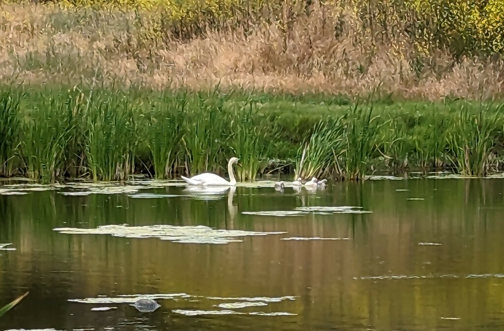Swan and Cignets by kathybc