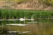 25th May 2023 - Swan and Cignets