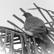 28th May 2023 - Wood pigeon - Kereru