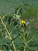 26th May 2023 - Yellow Finch?