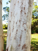 27th May 2023 - Scribbly Gum Bark