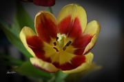25th May 2023 - ~ Tulip ~