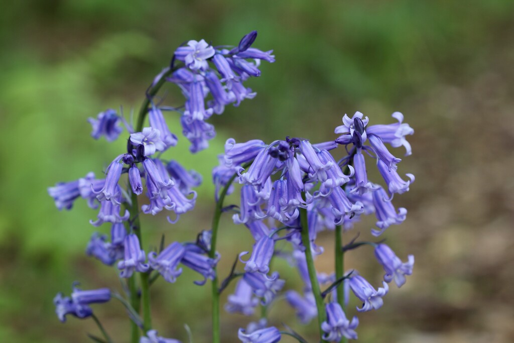 Bluebells by jamibann