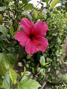 26th May 2023 - Hibiscus
