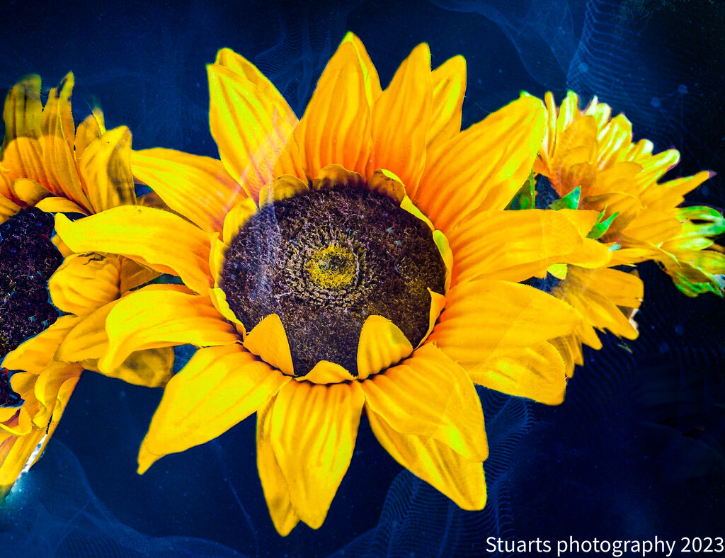 Sunflowers  by stuart46
