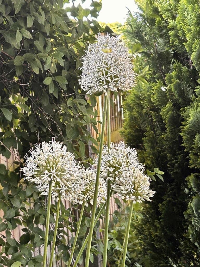 White Alliums by phil_sandford