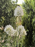 26th May 2023 - White Alliums