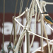 A sailing kingfisher by dkbarnett