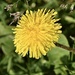 No mow May 27