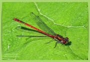27th May 2023 - Large Red Damselfly