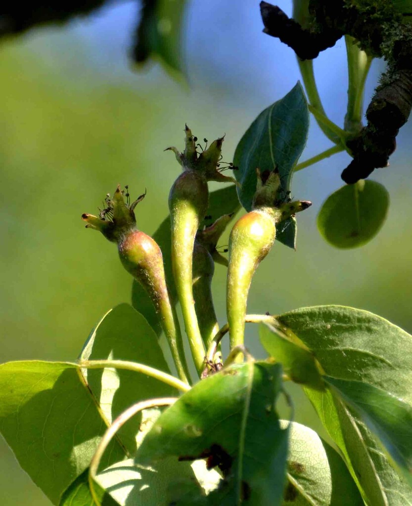 Pears by arkensiel