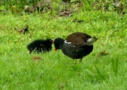 27th May 2023 - Moorhen and Chick