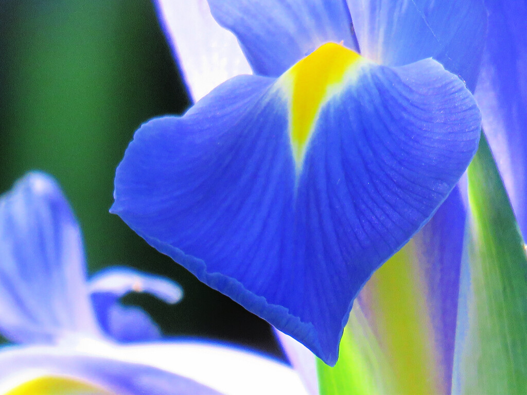 Iris Petal by seattlite