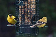 27th May 2023 - Mr. and Mrs.Goldfinch