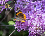 25th May 2023 - red admiral
