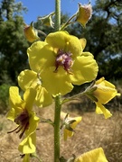 27th May 2023 - Moth Mullein