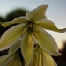 May 26 Yucca bloom