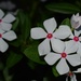 May 26  White 5 petal flower