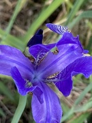 25th May 2023 - Iris Flower