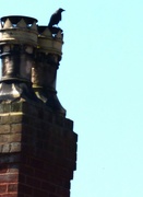 27th May 2023 - Up on the chimney pot.