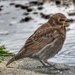 Juvenile