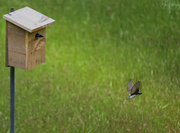 27th May 2023 - We Have Tree Swallows in Our Box