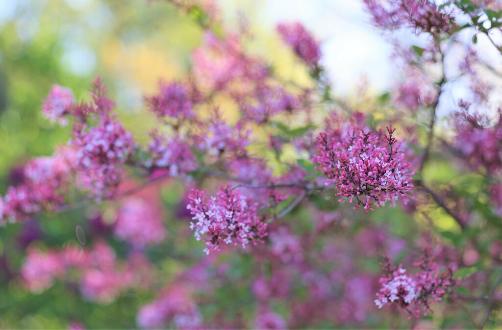 Lilacs by lynnz