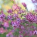 Lilacs by lynnz