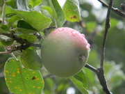 27th May 2023 - Apple with Raindrops