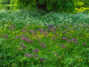 21st May 2023 - alliums buttercups and cow parsley
