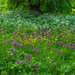 alliums buttercups and cow parsley by josiegilbert
