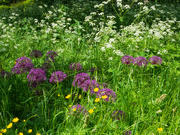 23rd May 2023 - alliums and cow parsley