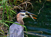 25th May 2023 - May 25 Blue Heron Almost Ready Close Up IMG_3461AAA