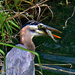 May 25 Blue Heron Almost Ready Close Up IMG_3461AAA by georgegailmcdowellcom