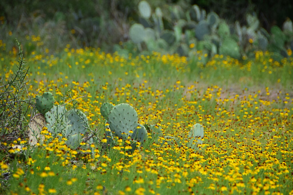 Prickly Pear in a field of Lazy Susans (ahem, Black Eyed Susans) by matsaleh