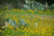 20th May 2023 - Prickly Pear in a field of Lazy Susans (ahem, Black Eyed Susans)