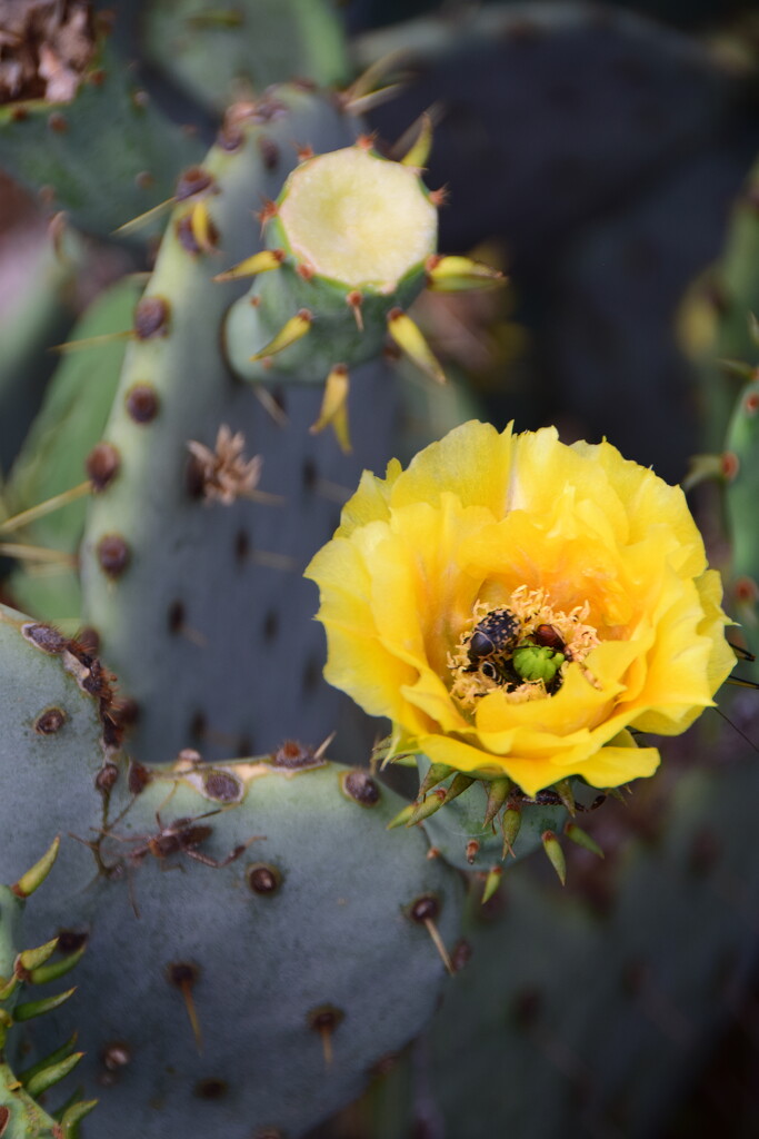 Prickly Pear Flower with Pollinators by matsaleh