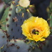 Prickly Pear Flower with Pollinators by matsaleh