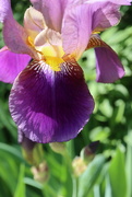27th May 2023 - An Iris with a Scent