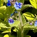 Pentaglottis
