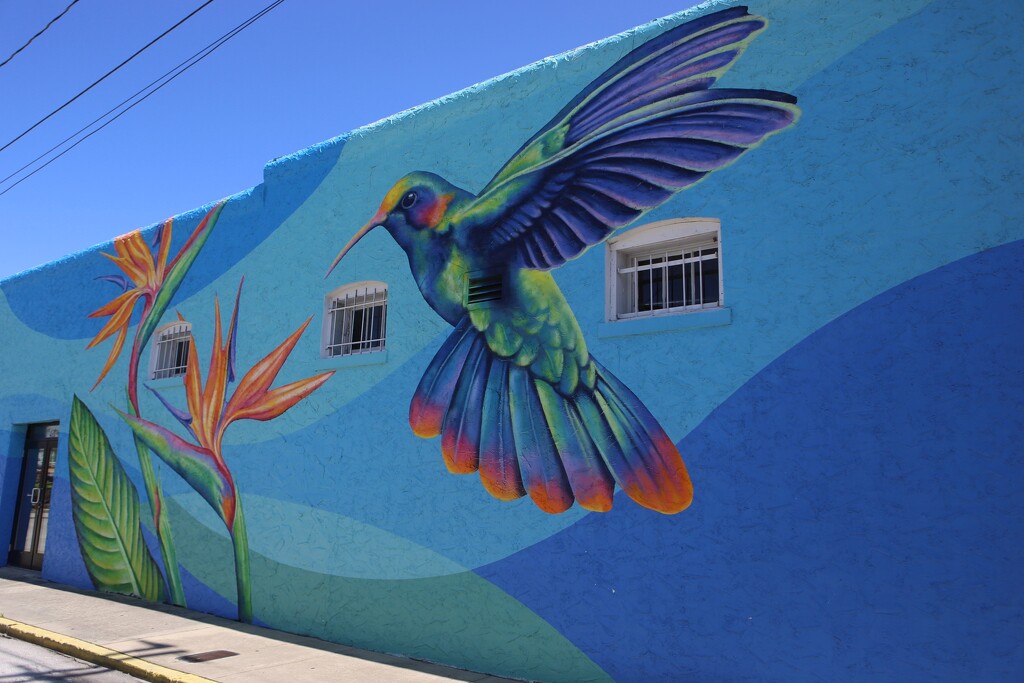 Hummingbird Dream by frodob