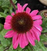 28th May 2023 - Echinacea  Flower