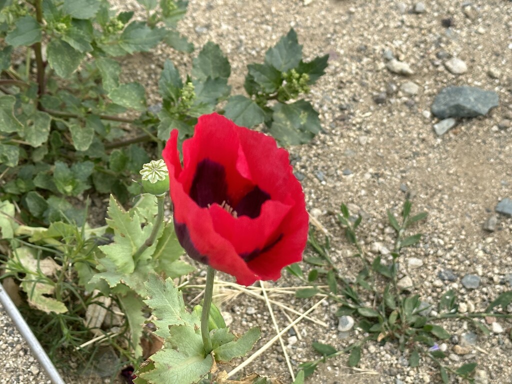 Red Poppy by scooterd