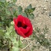 Red Poppy by scooterd