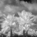 Palms Before the Storm by 365projectorgbilllaing