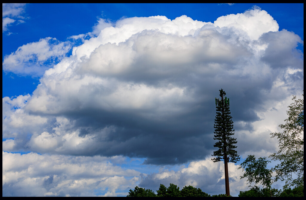 "Verizon Pine" Stands Tall by hjbenson
