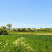 Hawthorn country (2) by pyrrhula